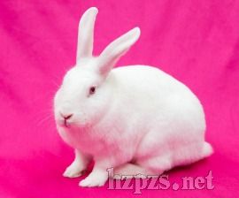 台湾地区禁止使用动物进行化妆品实验将于20