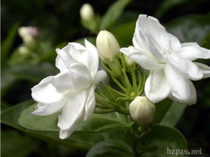 精油_茉莉精油招商电话 厂家 产品介绍_中国化