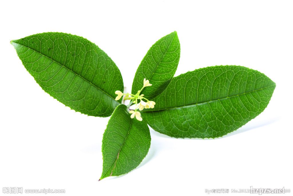 精油_桂花精油招商电话 厂家 产品介绍_中国化