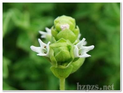 精油_马郁兰(甜)精油招商电话 厂家 产品介绍_