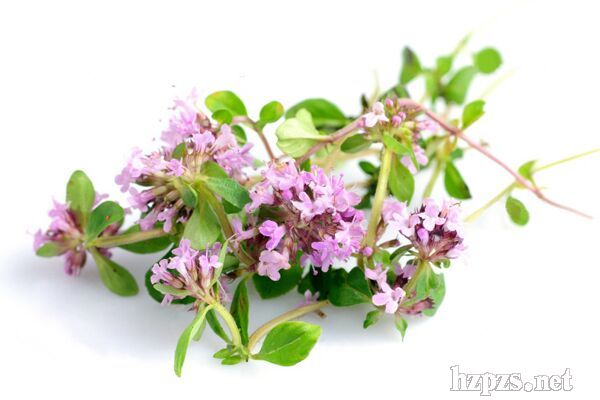 精油_百里香精油招商电话 厂家 产品介绍_中国