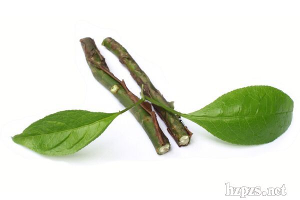 精油_花梨木精油招商电话 厂家 产品介绍_中国